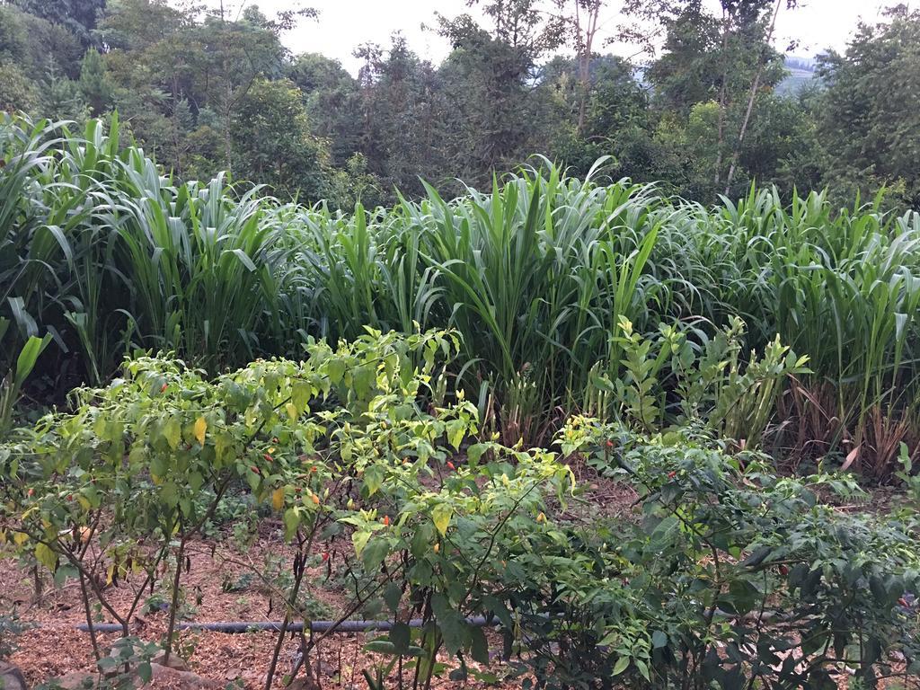 Hong Thu Homestay & Bungalow Quan Ba المظهر الخارجي الصورة
